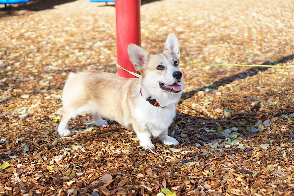 Welsh corgi pembroke