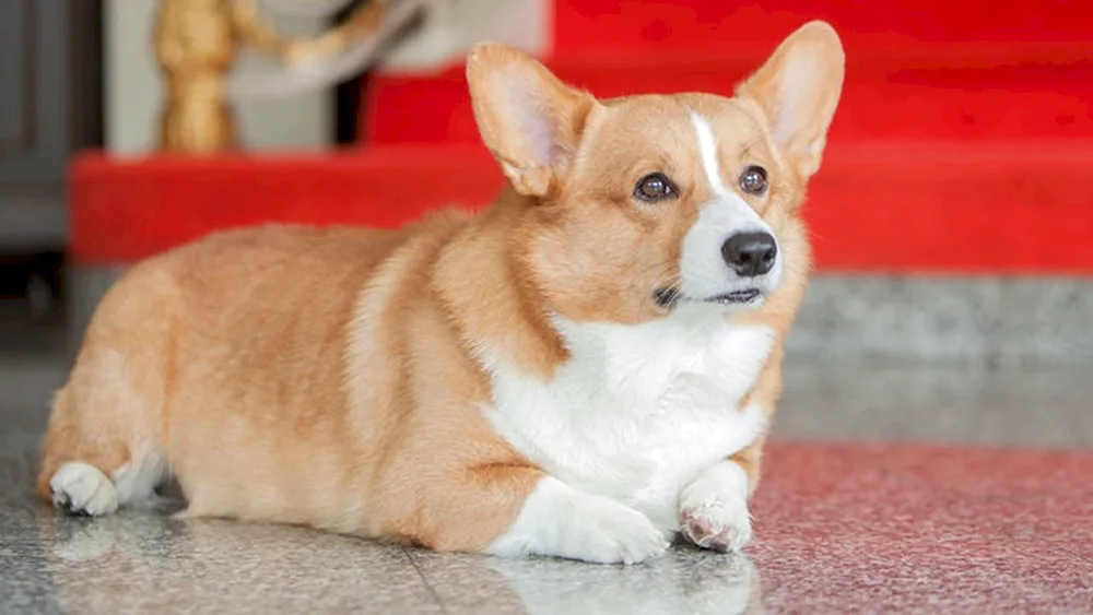 Welsh corgi Pembroke