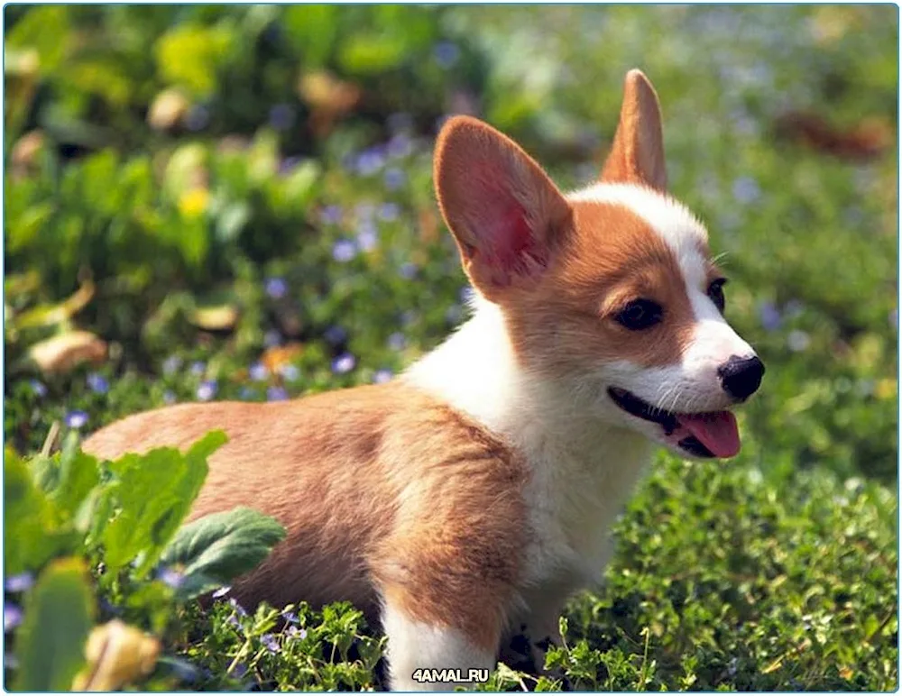 Welsh-. Pembroke Corgi