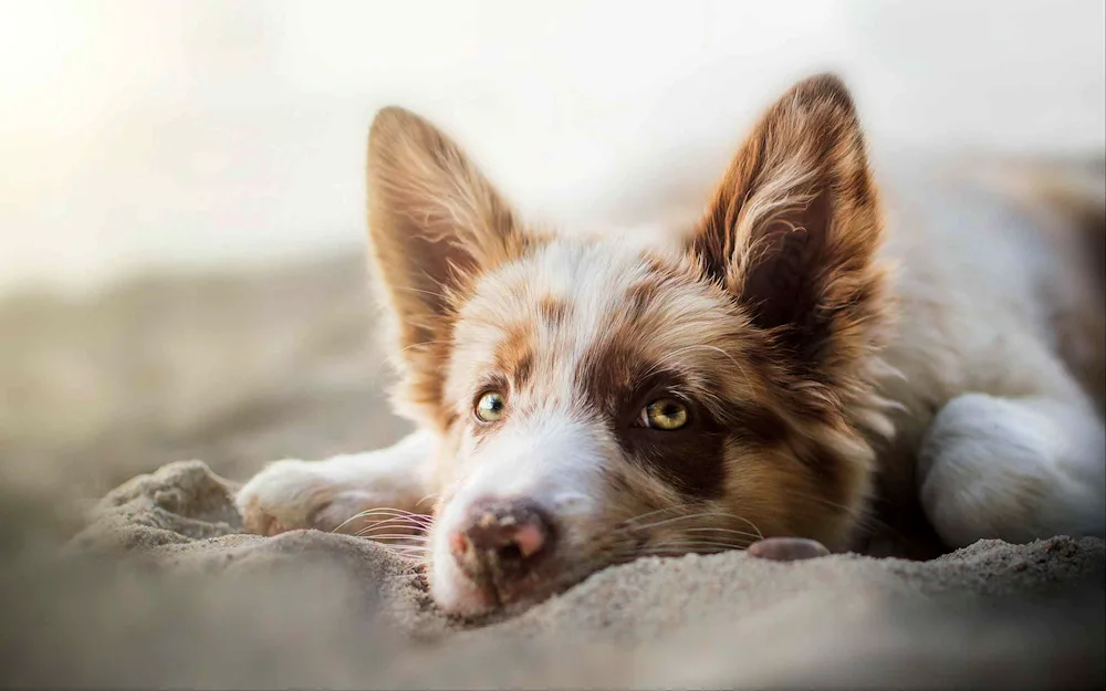 Welsh corgi pembroke