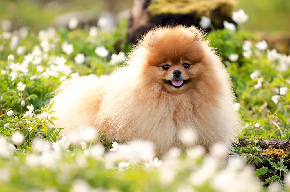 Pomeranian Spitz White