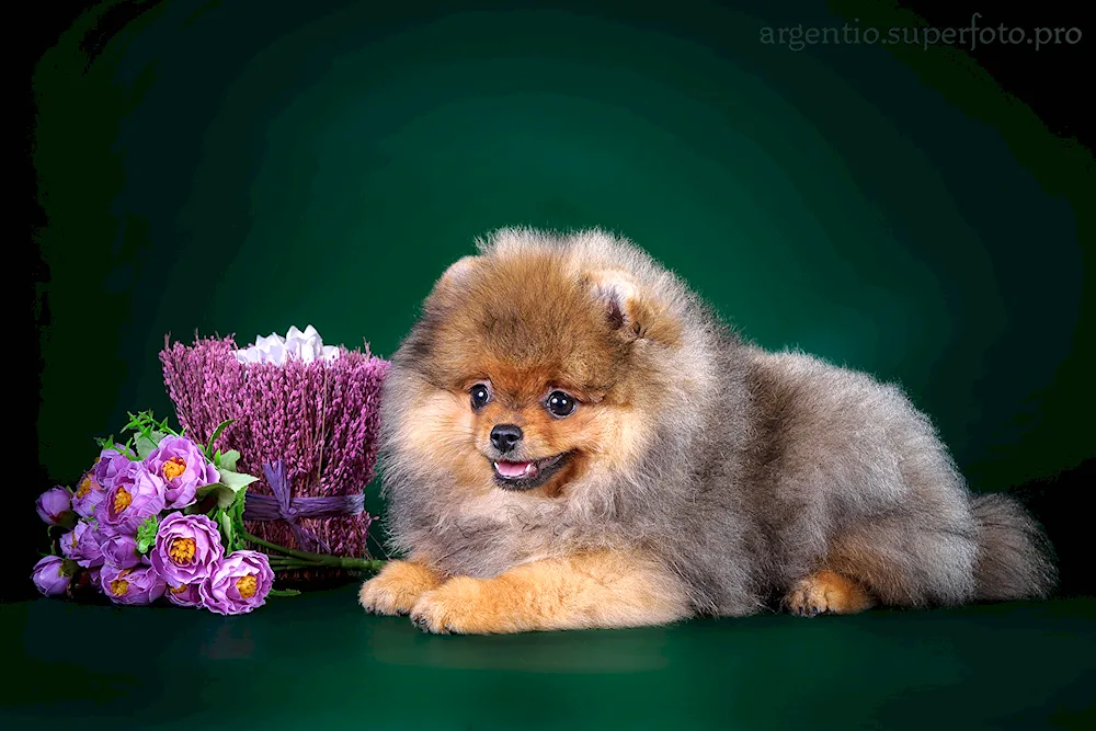 Pomeranian Spitz Brown