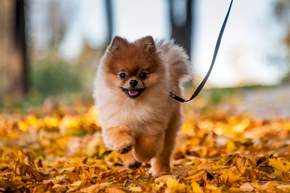 American Eskimo Spitz