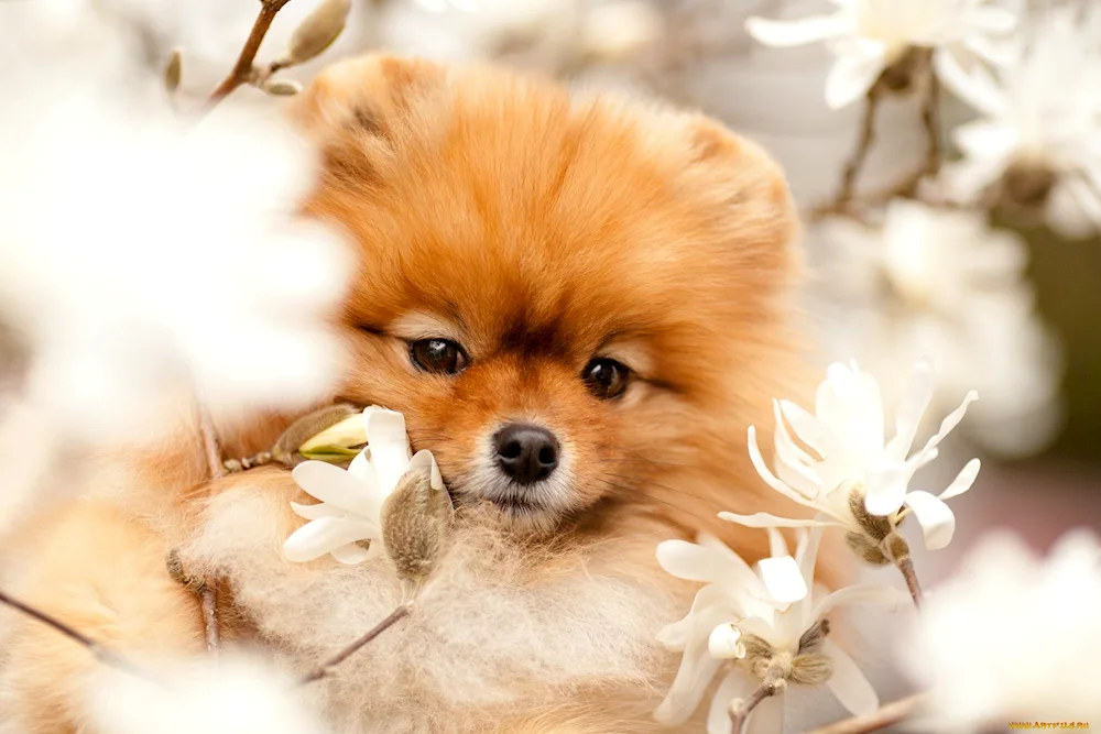 Dog Spitz