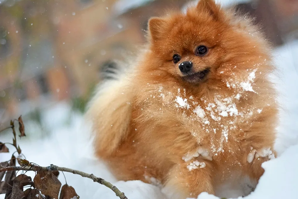 Blue-eyed Spitz