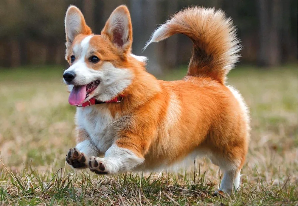 Welsh Corgi