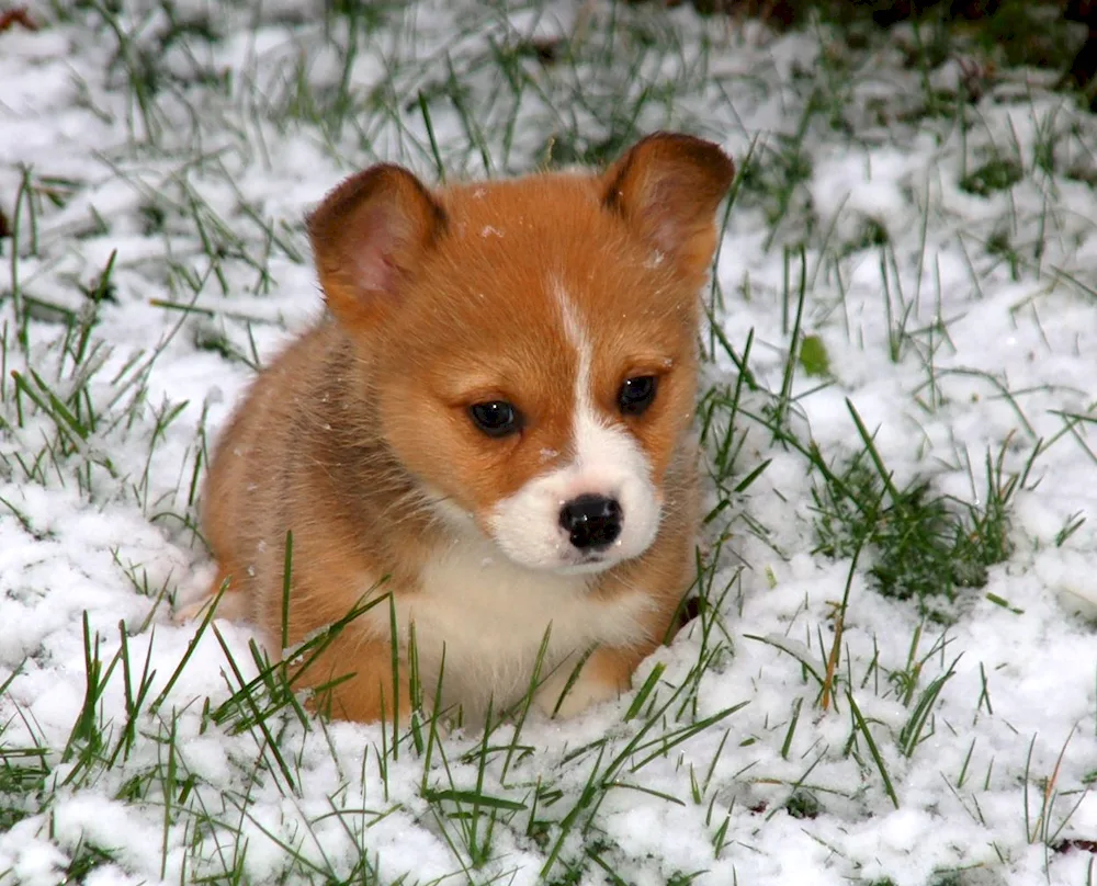 Welsh corgi cardigan red