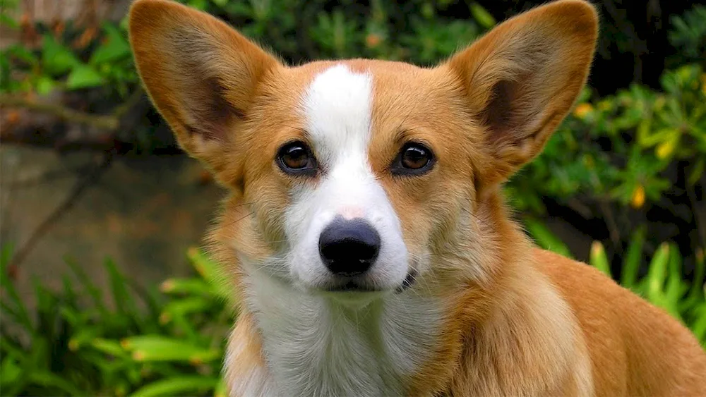 Welsh Corgi