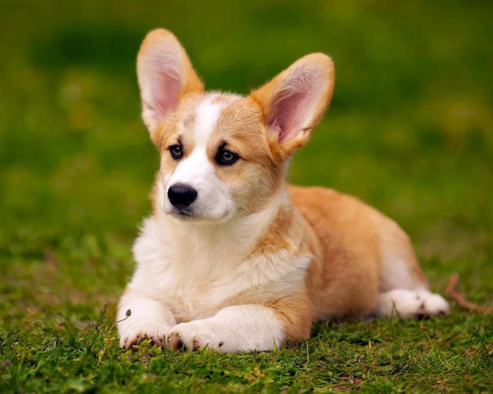 Welsh- corgi