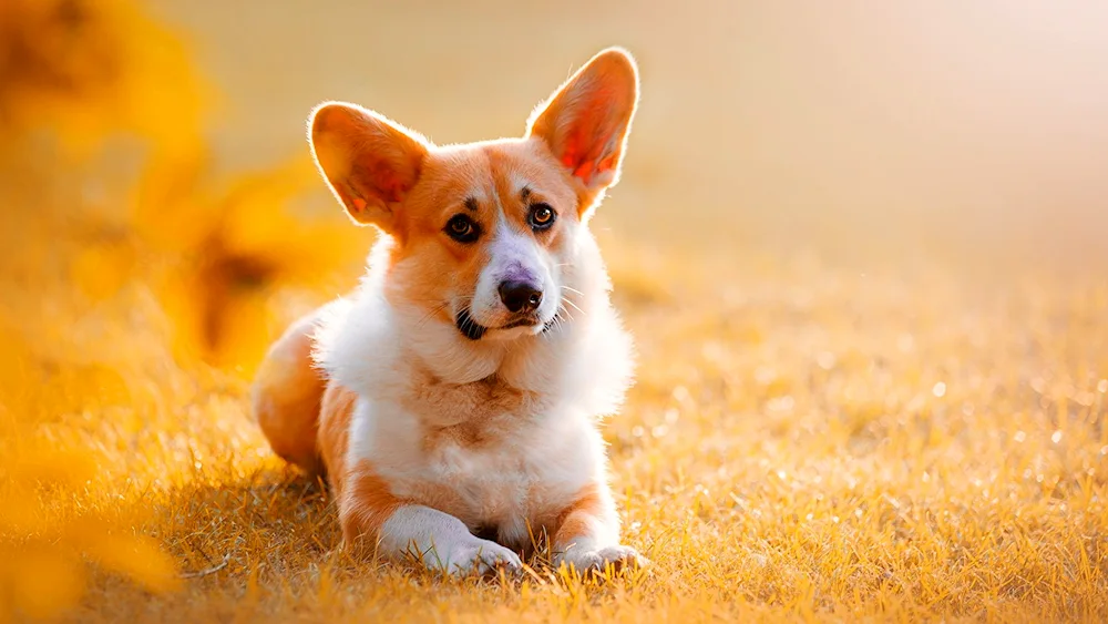Welsh corgi