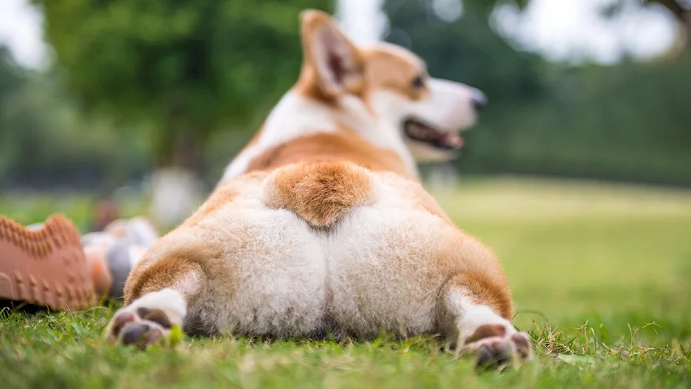 Corgi fluffy