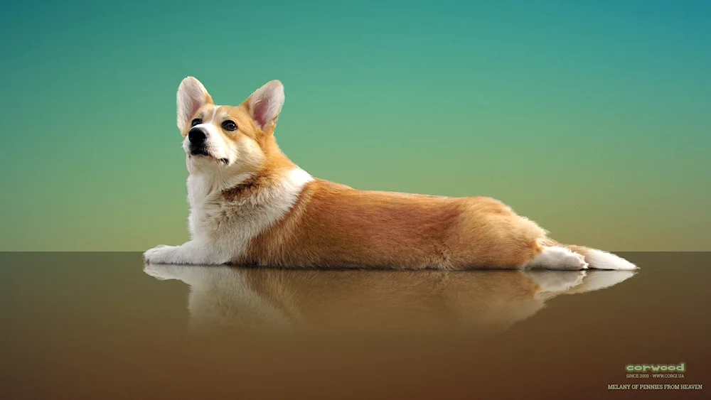 Welsh corgi Pembroke