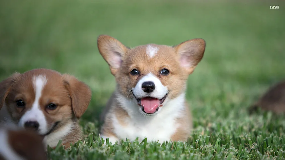 Welsh Corgi