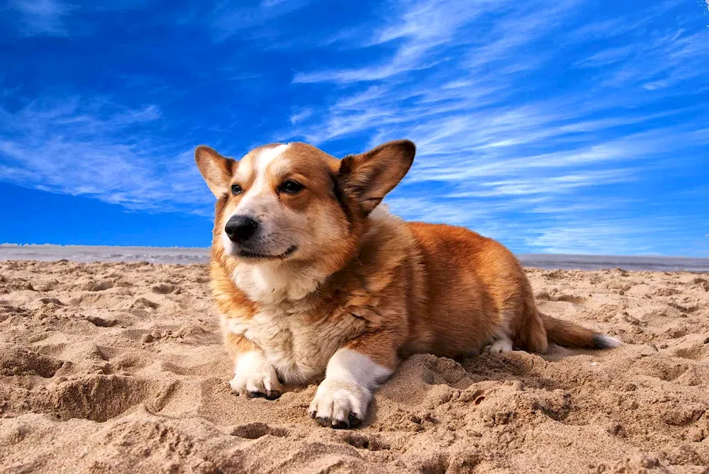 Welsh Corgi