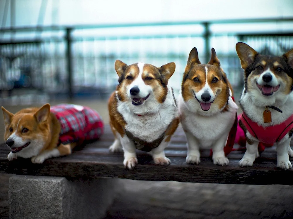 Welsh corgi