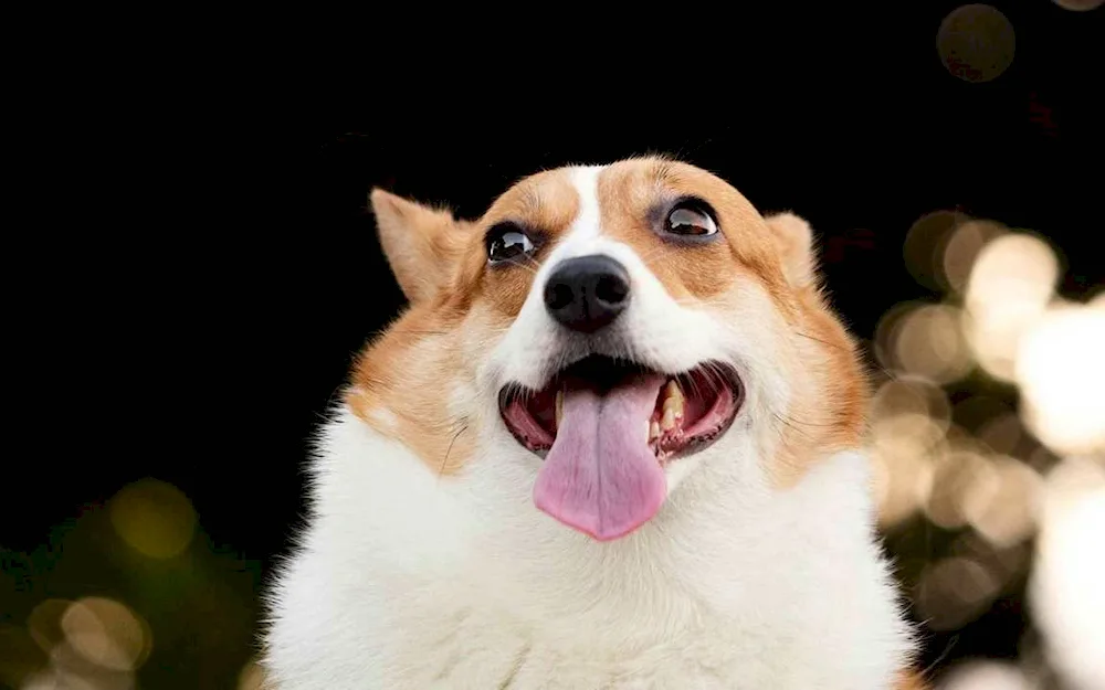 Welsh corgi