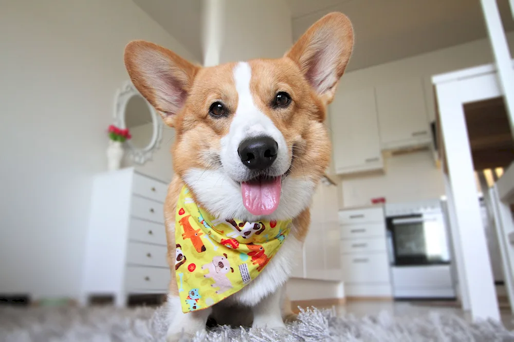 Corgi