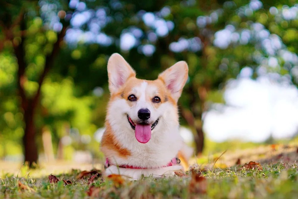 Welsh corgi