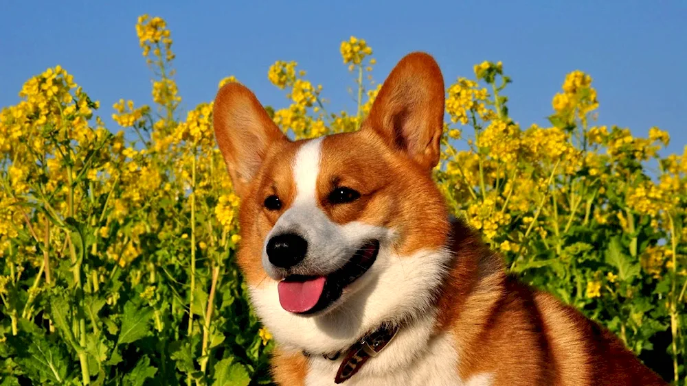 Corgi Pembroke