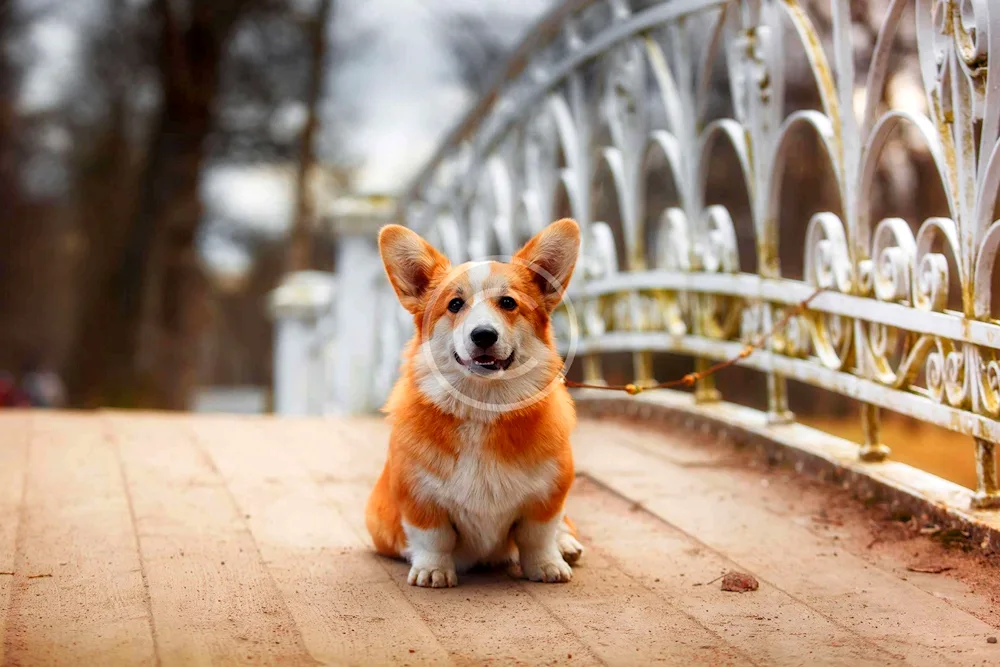 Welsh Corgi