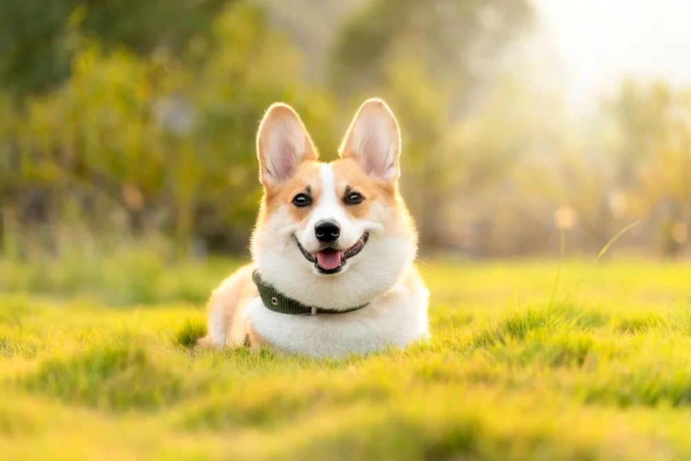 Welsh Corgi