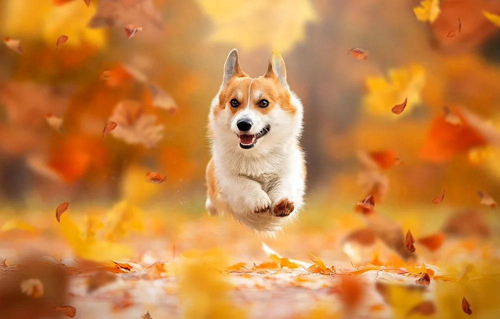 Orange dog