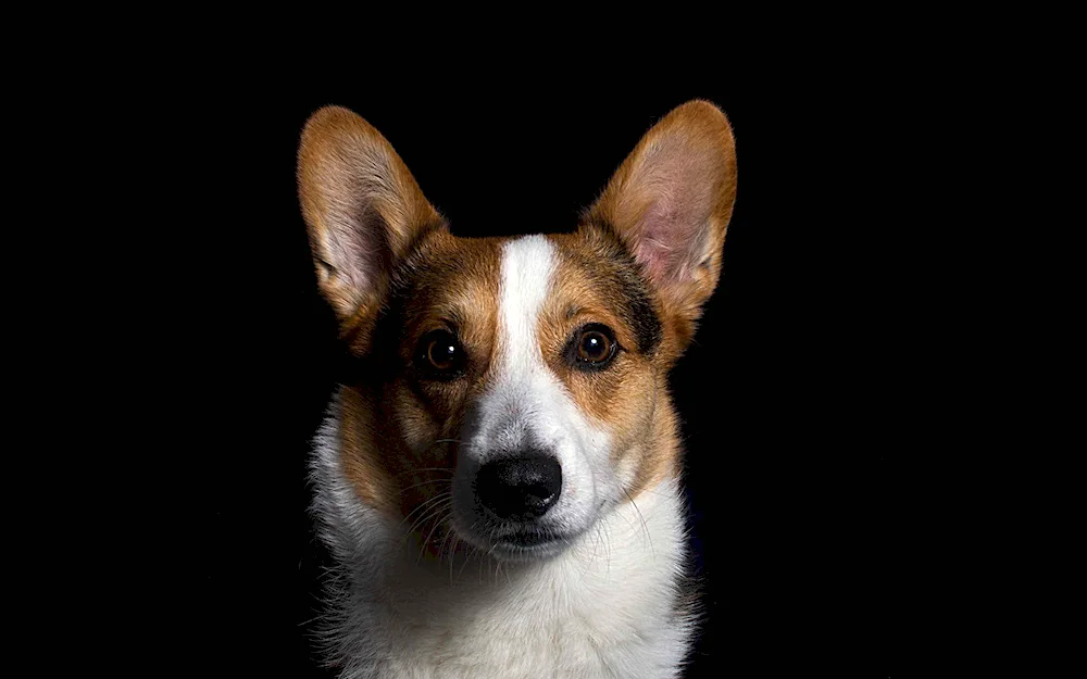 Welsh corgi