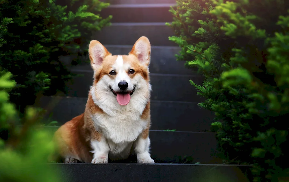 Welsh corgi fluffy