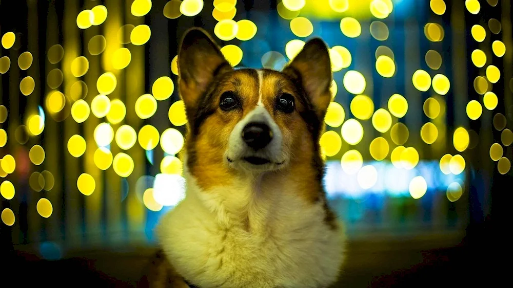 Welsh corgi