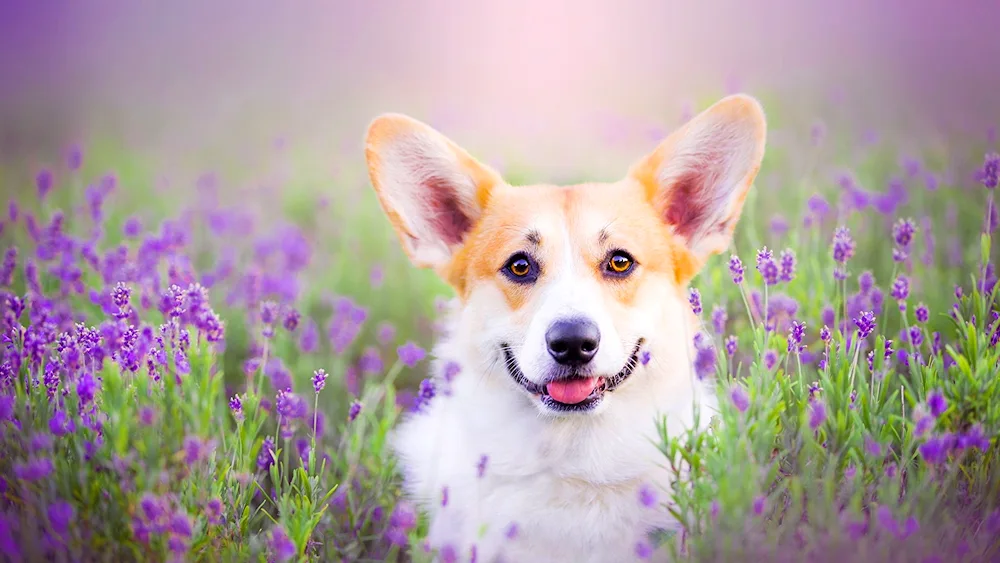 Flowers dog