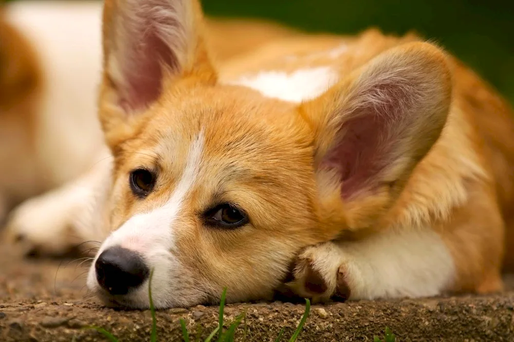 Welsh corgi pembroke