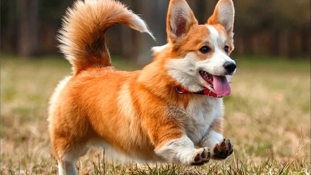 Welsh Corgi Cardigan