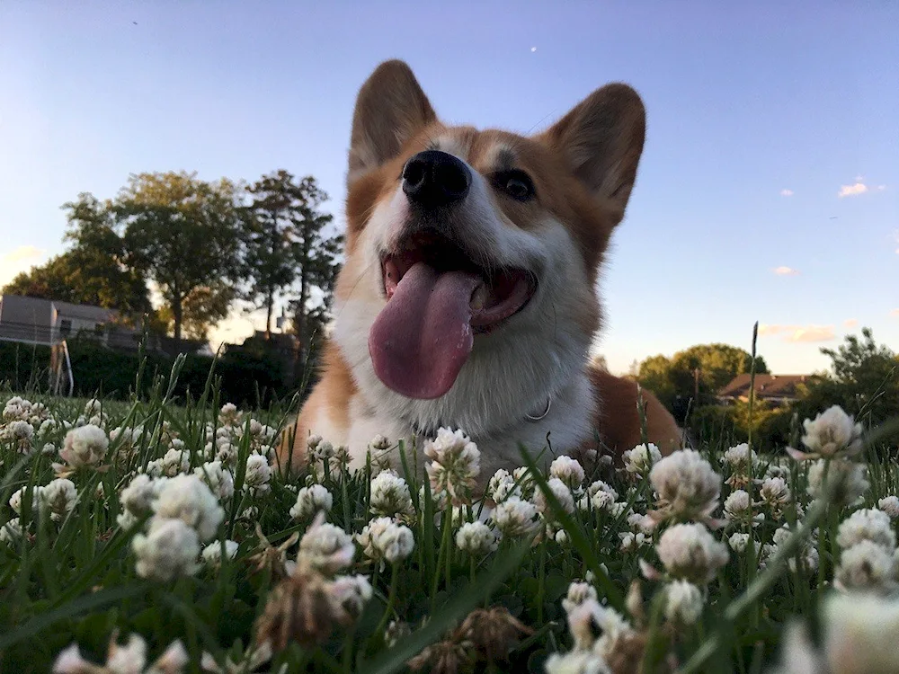 Welsh corgi terrier