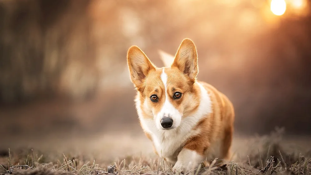 Welsh corgi Pembroke