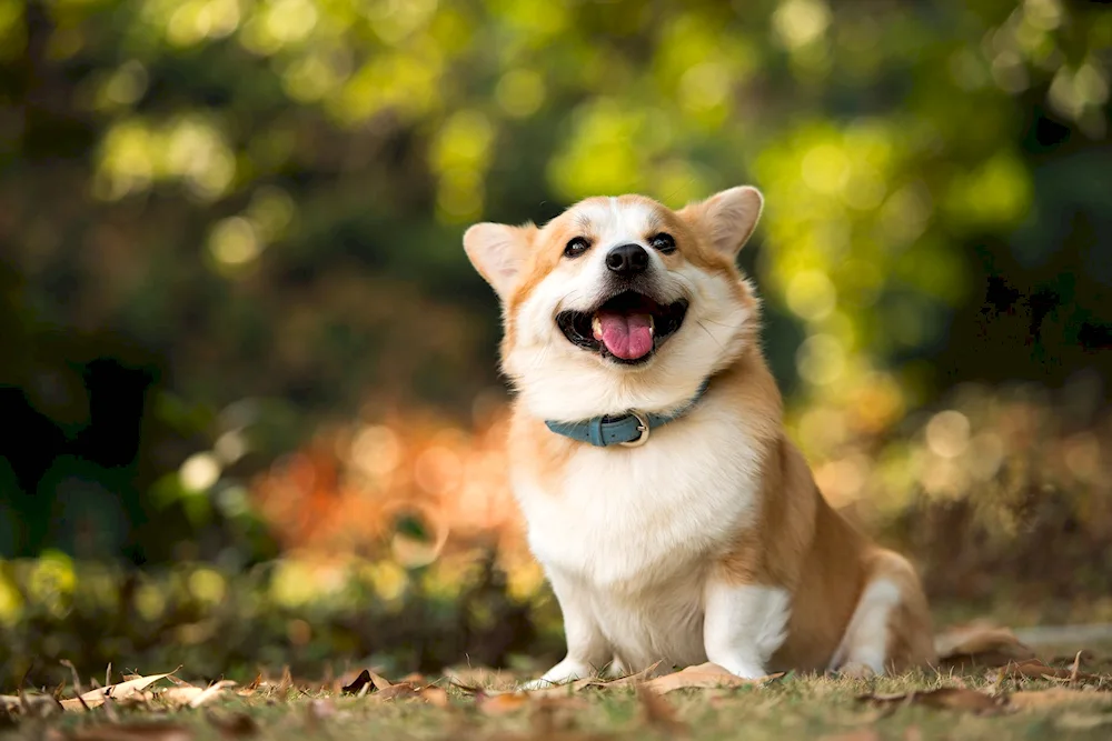 Welsh corgi. corgi