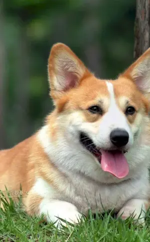 Welsh Corgi