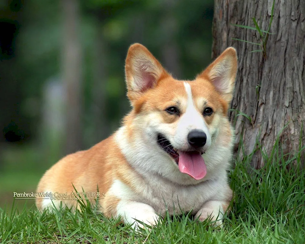 Welsh Corgi