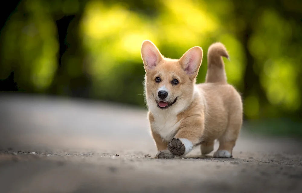 Welsh. Corgi Pembroke