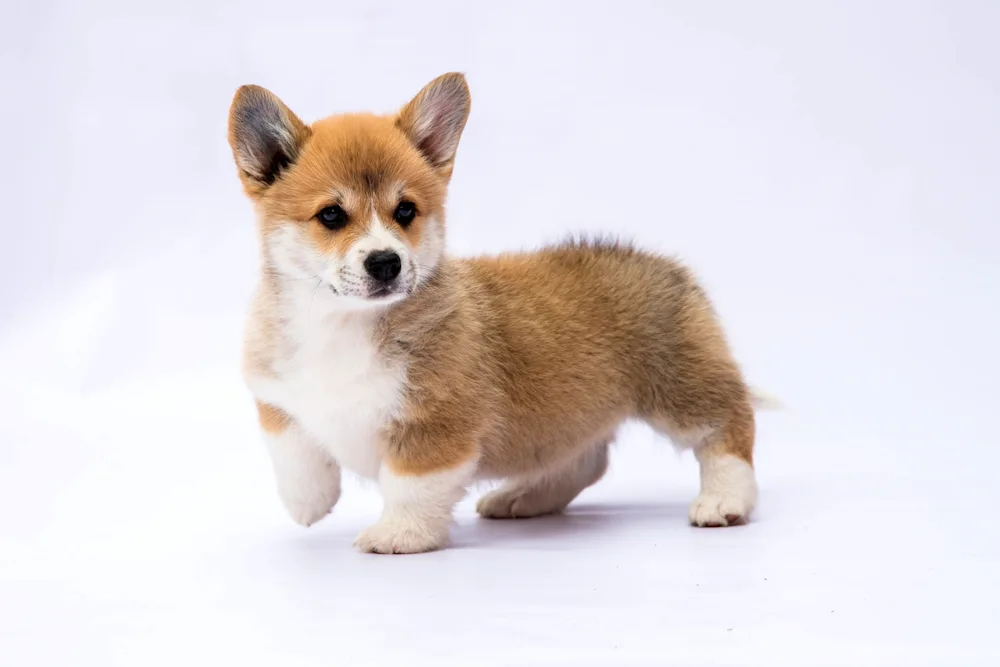 Welsh corgi