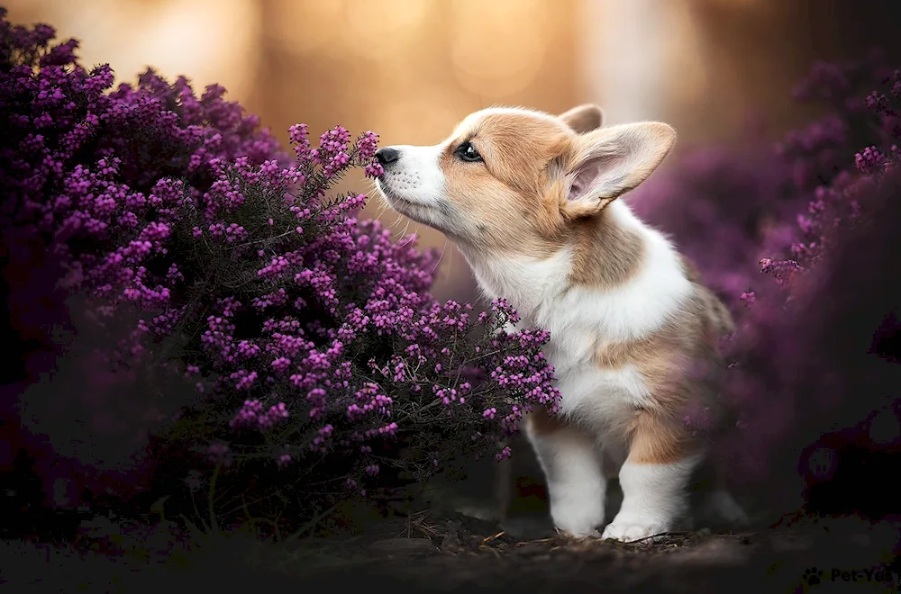 Pembroke corgi