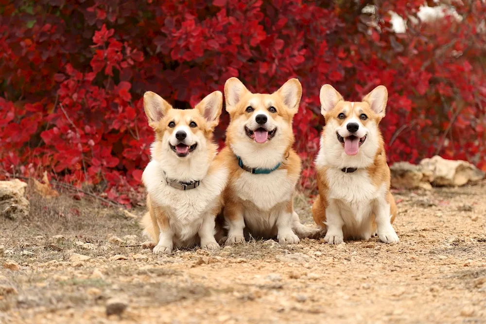 Welsh corgi