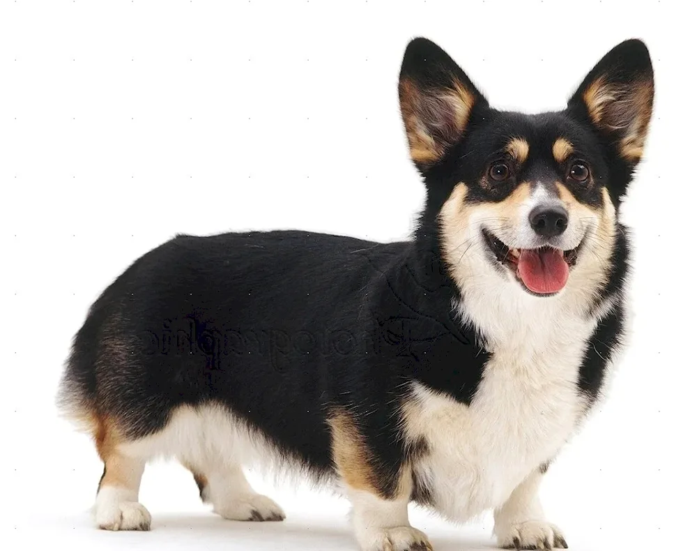 Welsh corgi