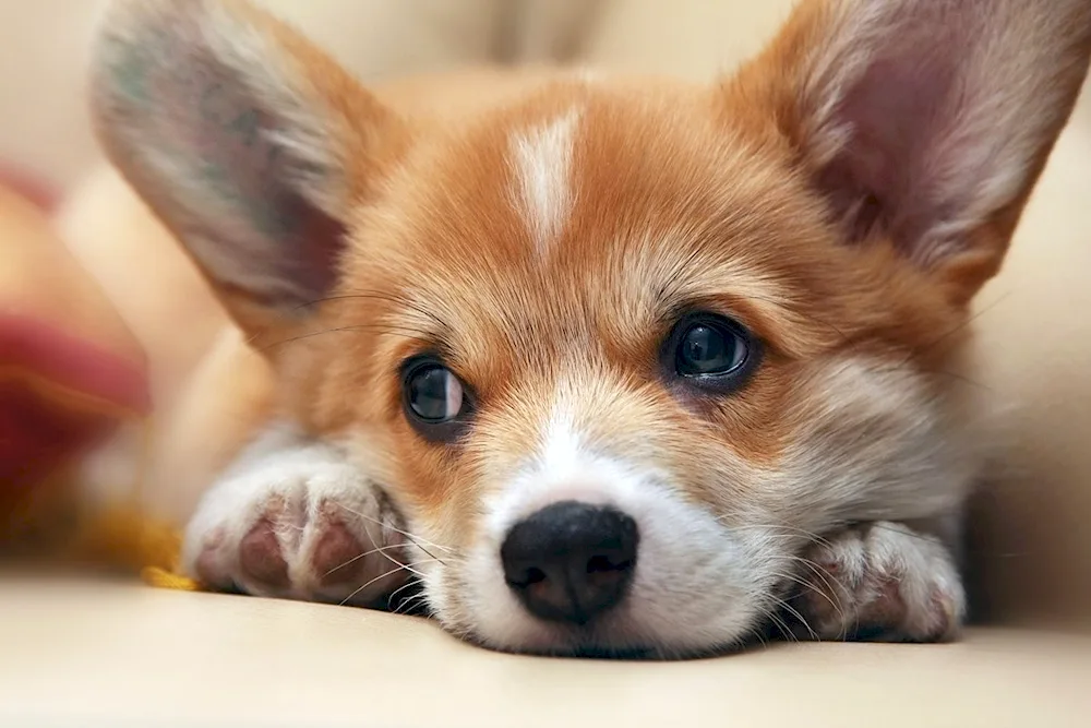 Pomeranian Spitz Bello