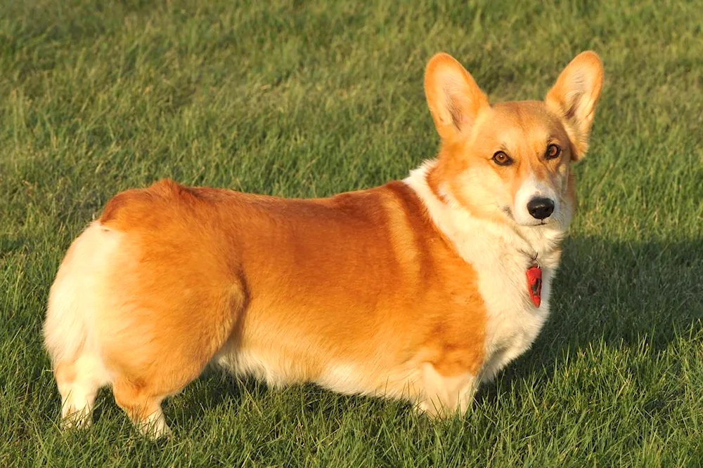 Welsh- Pembroke corgi