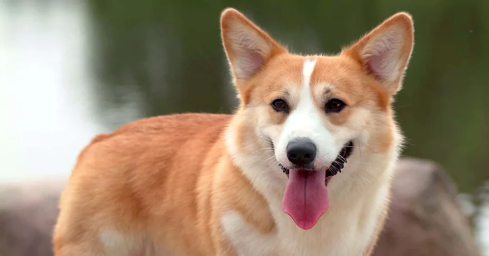 Border collie