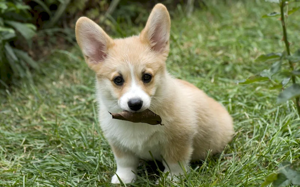 Welsh Corgi Pembroke