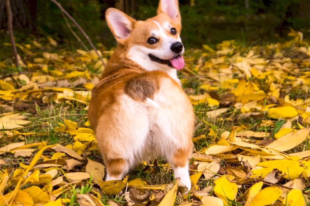 Corgi back view