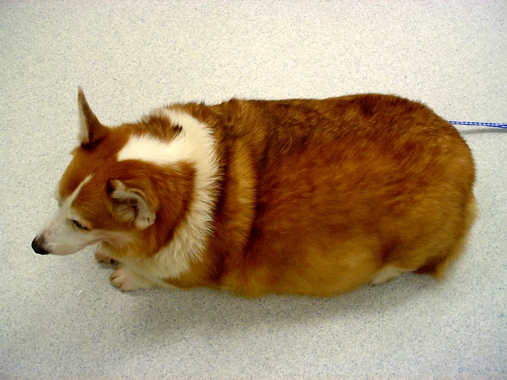 Welsh corgi puppy sleeping