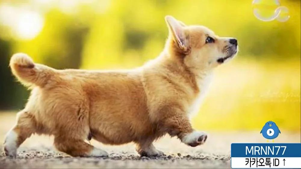 Welsh corgi Pembroke