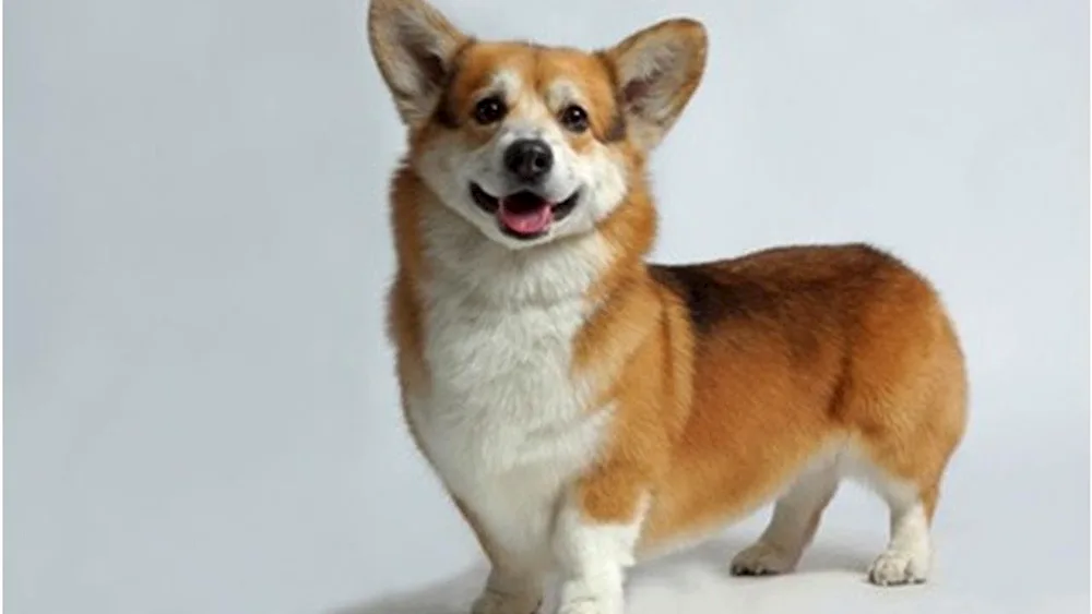 Welsh corgi Pembroke